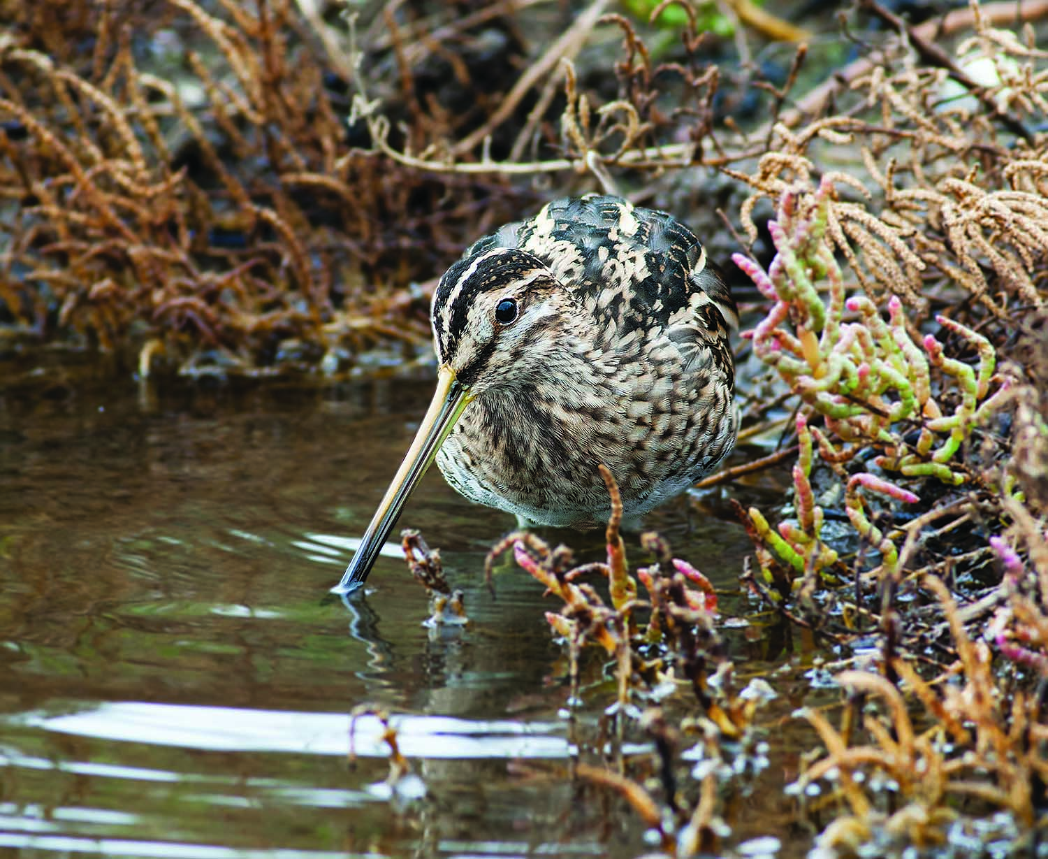 Beccaccino ambientato