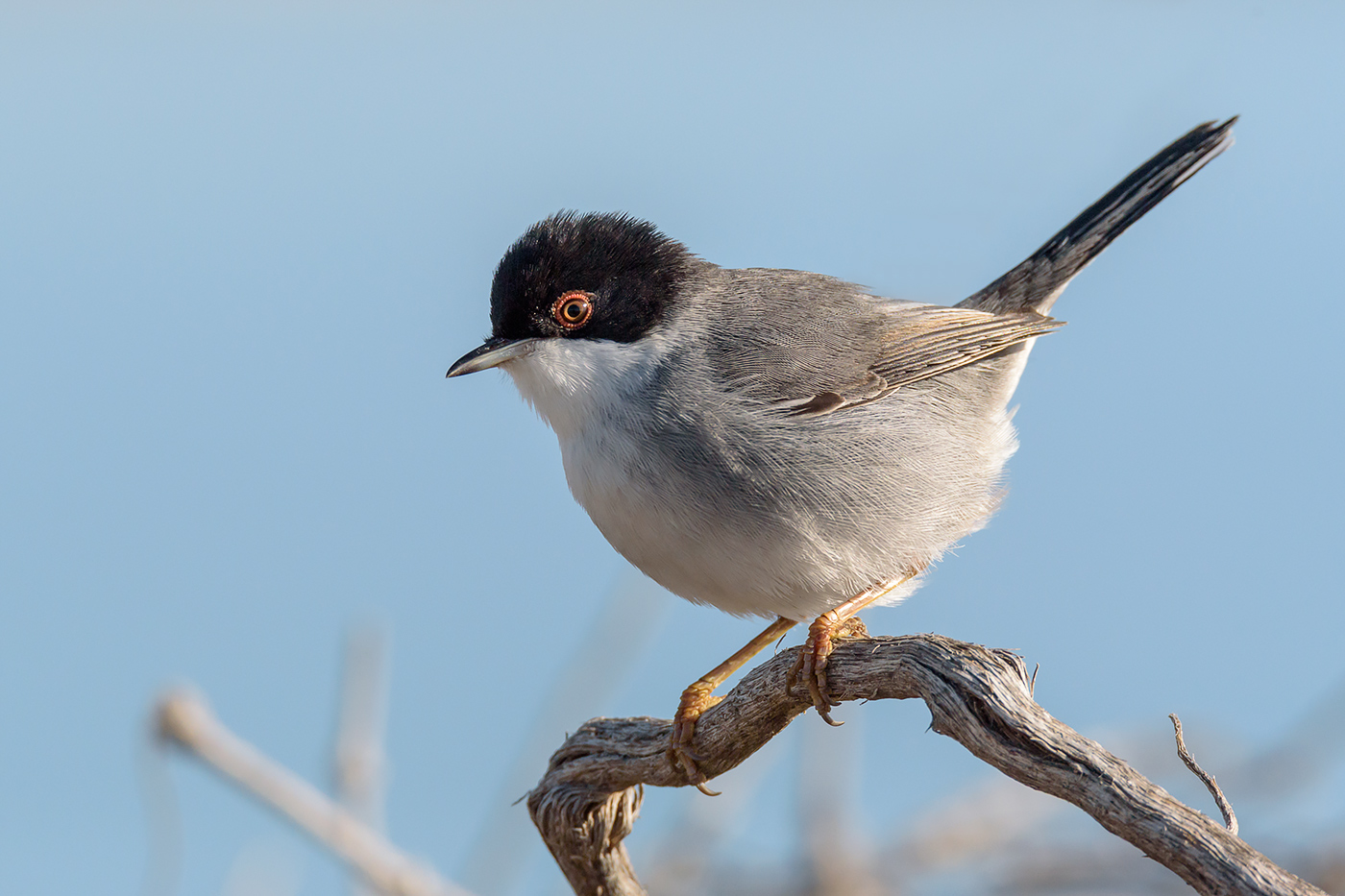 Sylvia melanocephala