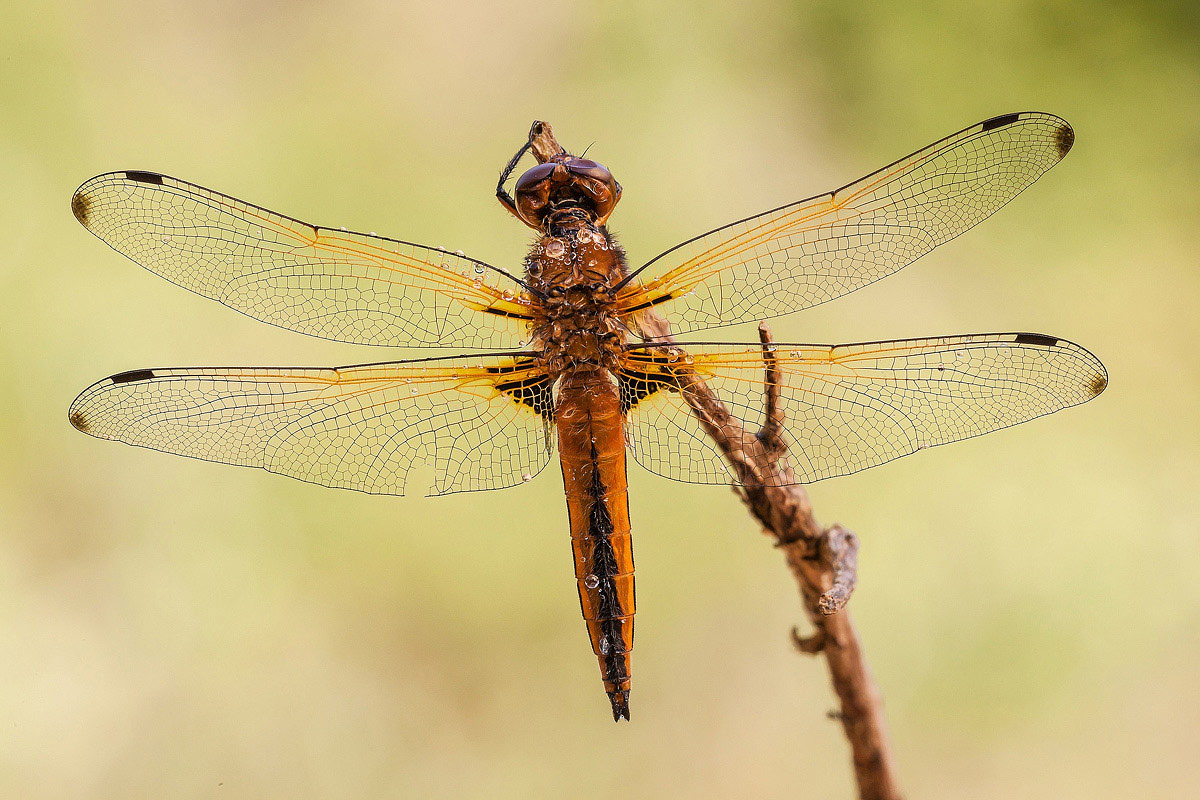 Libellula fulva (maschio immaturo)