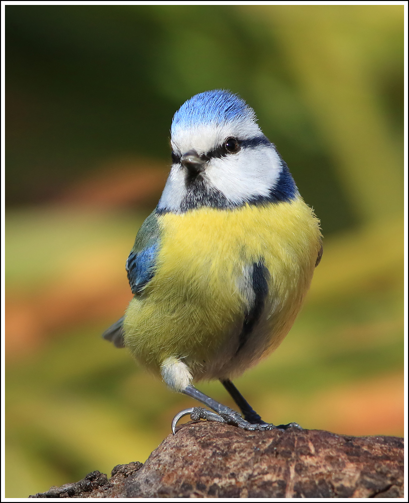 Ciuffo all'ins� e tacchi ricurvi.