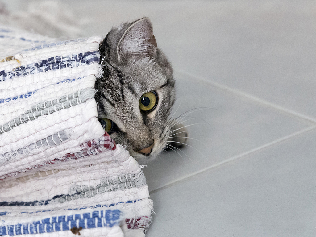 giochiamo a nascondino?