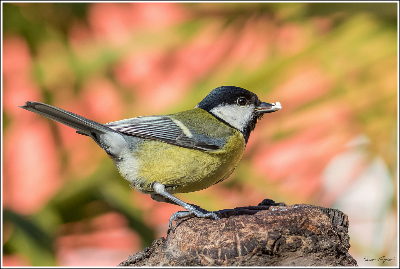 Cinciallegra in dieta.