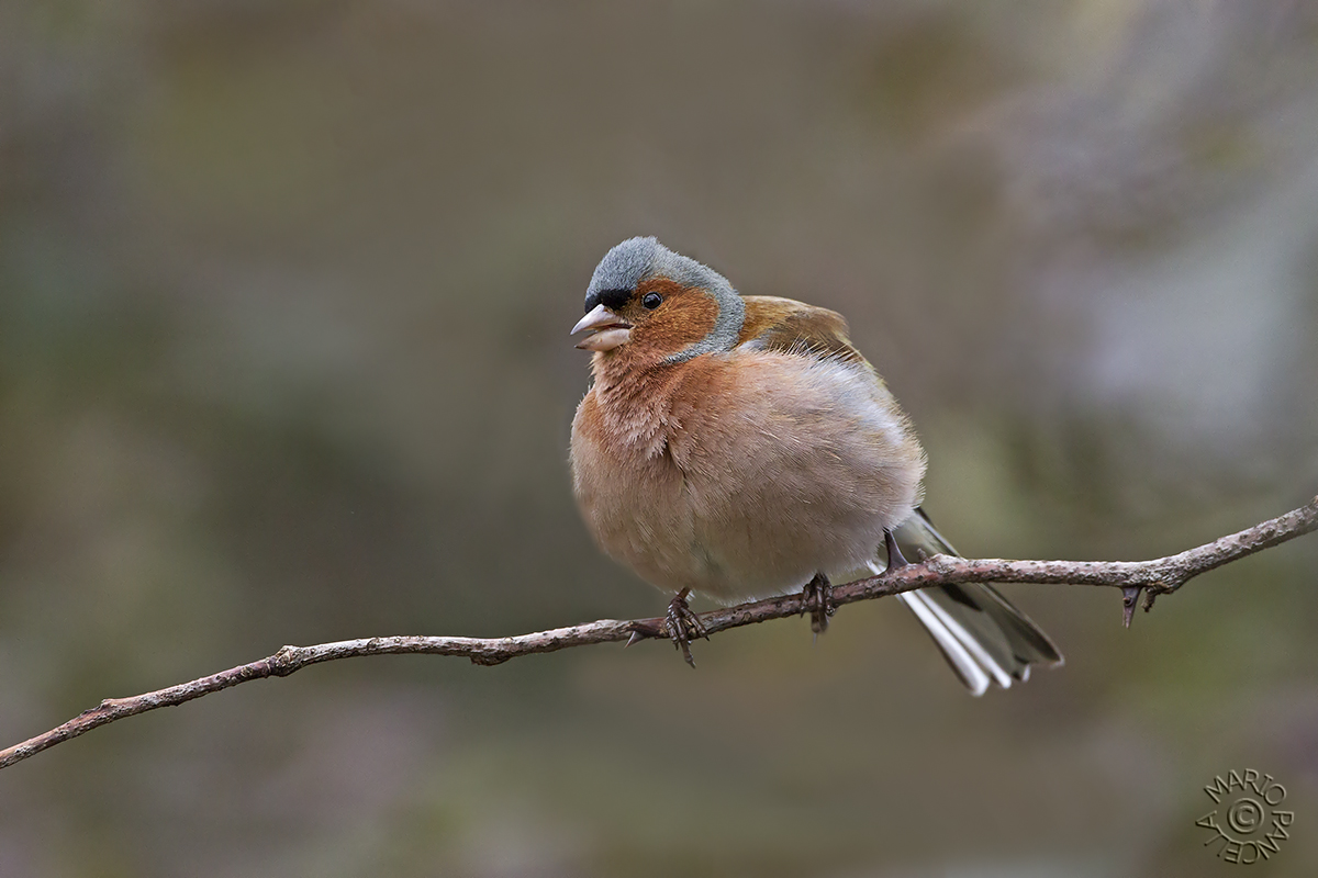 Friguello paffutello