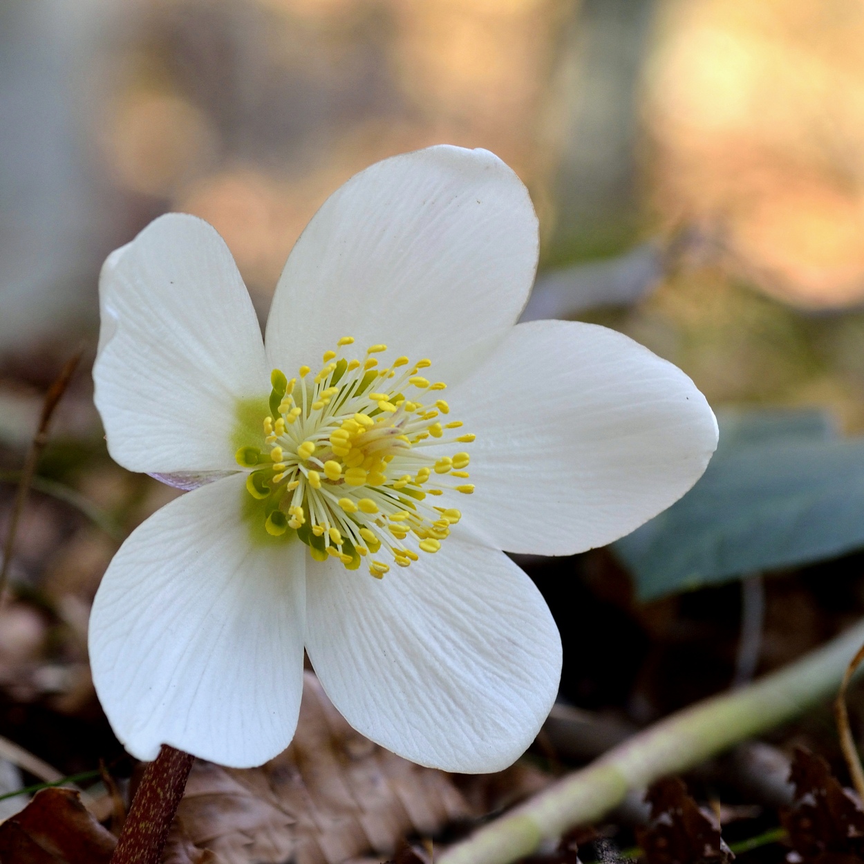 Di nuovo fiori!!!!!!