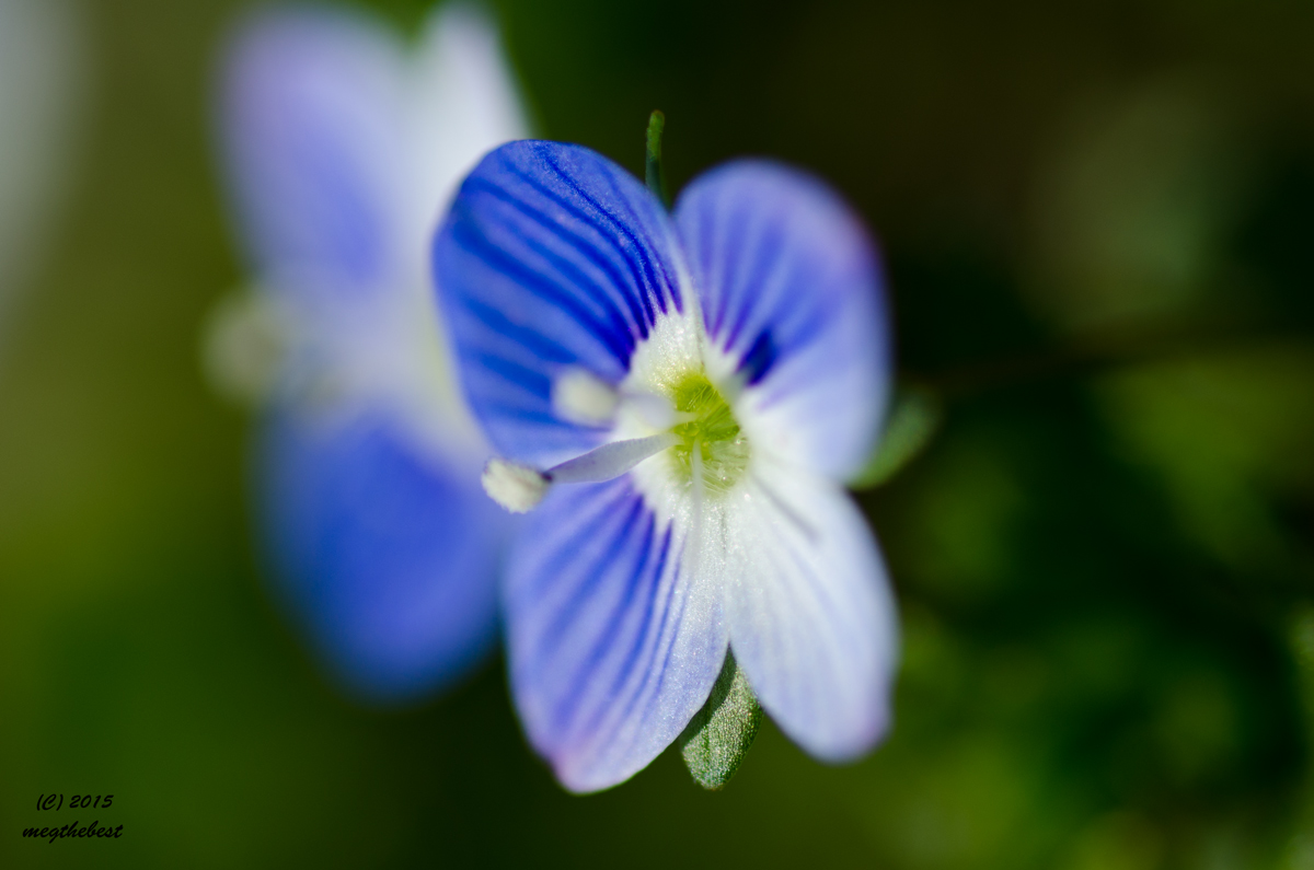 delicatezza in un fiore