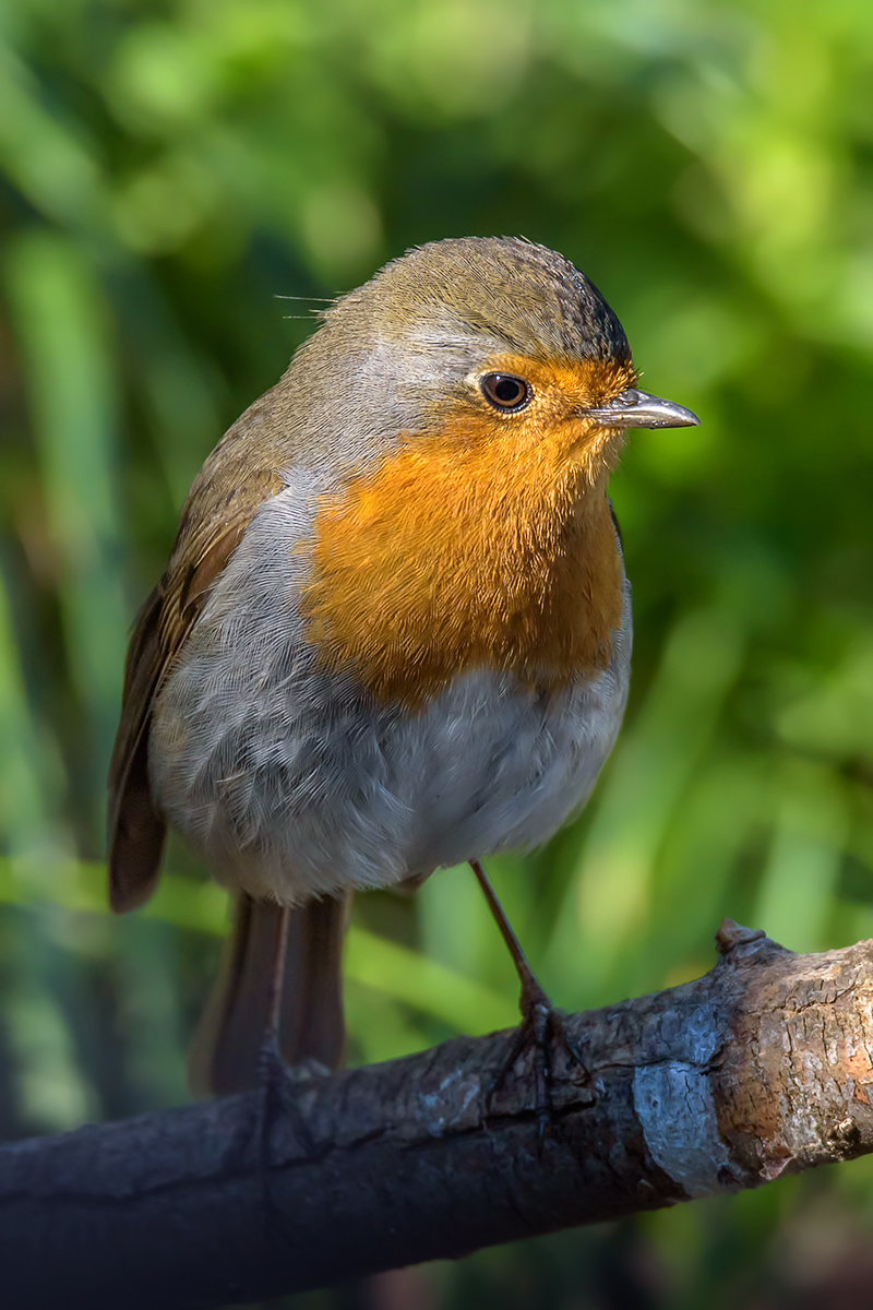 Erithacus rubecula (Pettirosso)