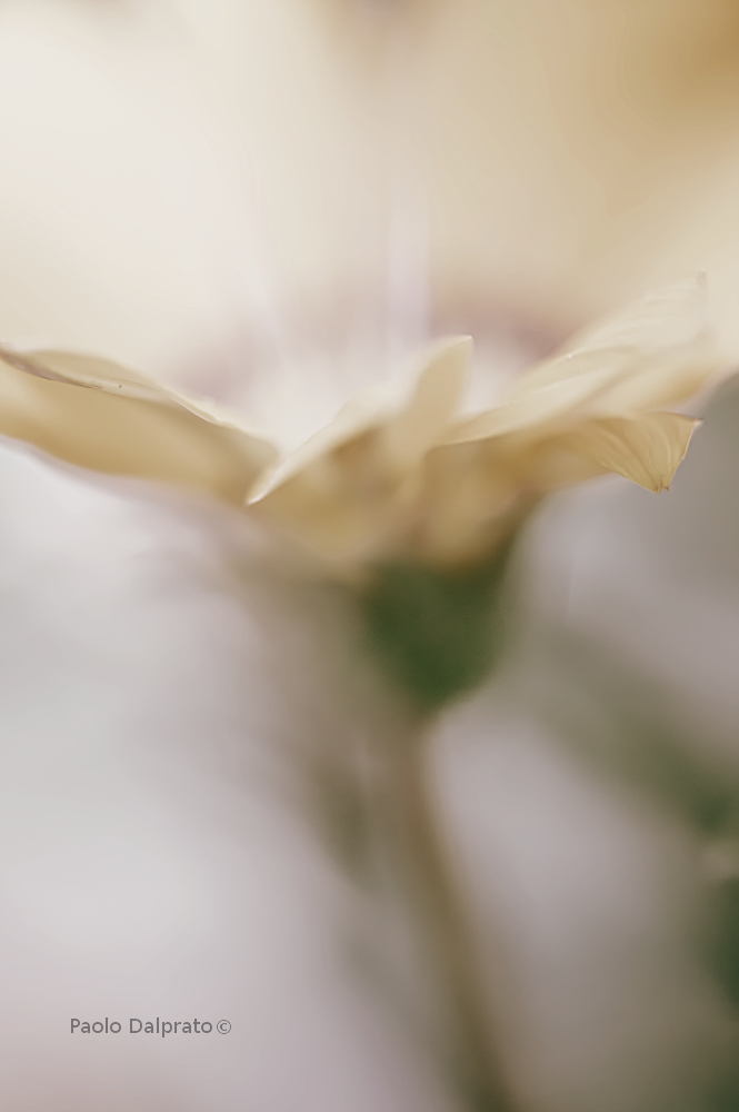 Non faccio foto di fiori