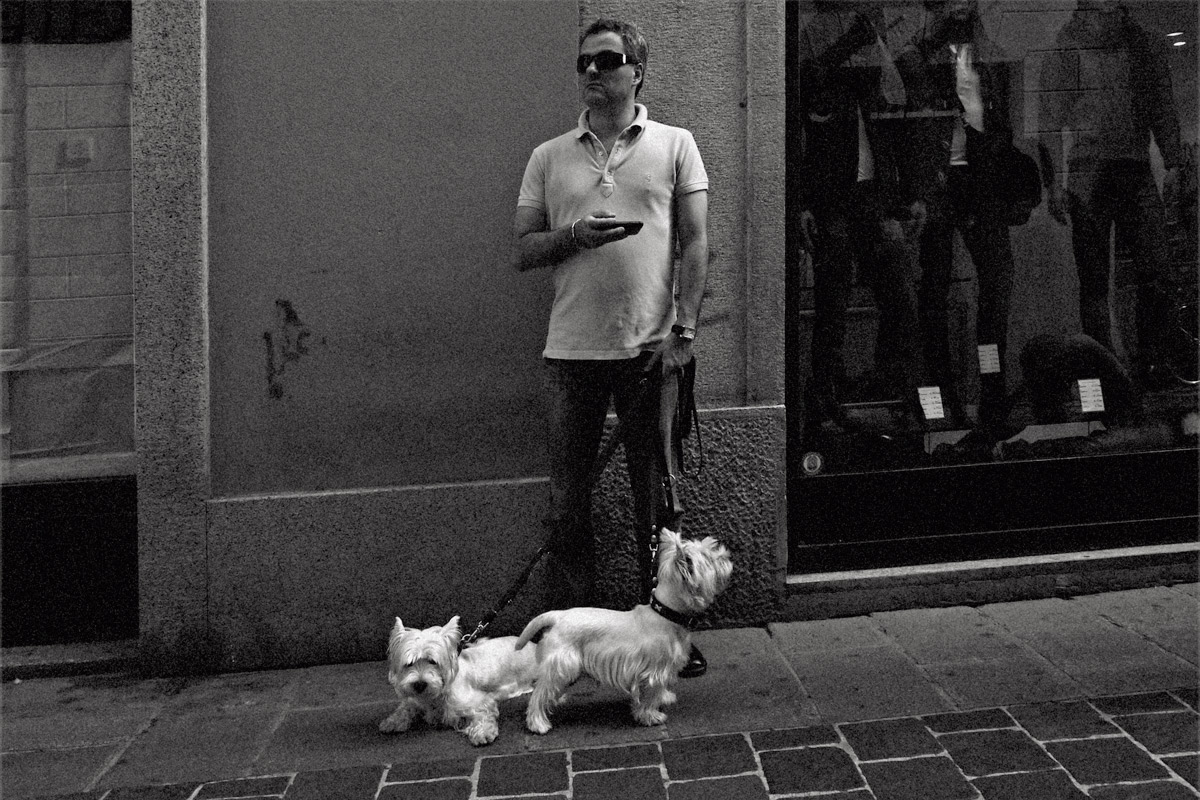 West highland white terriers