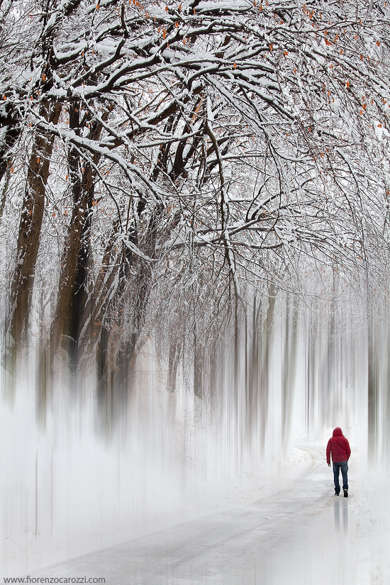 Woodland impressions n� 24