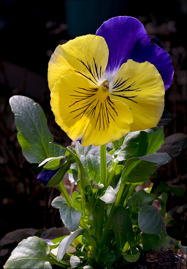 Segni primaverili ...