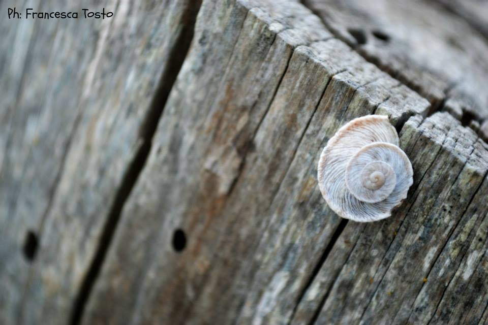 Trascinarsi pian piano come una lumaca e lasciare la scia!