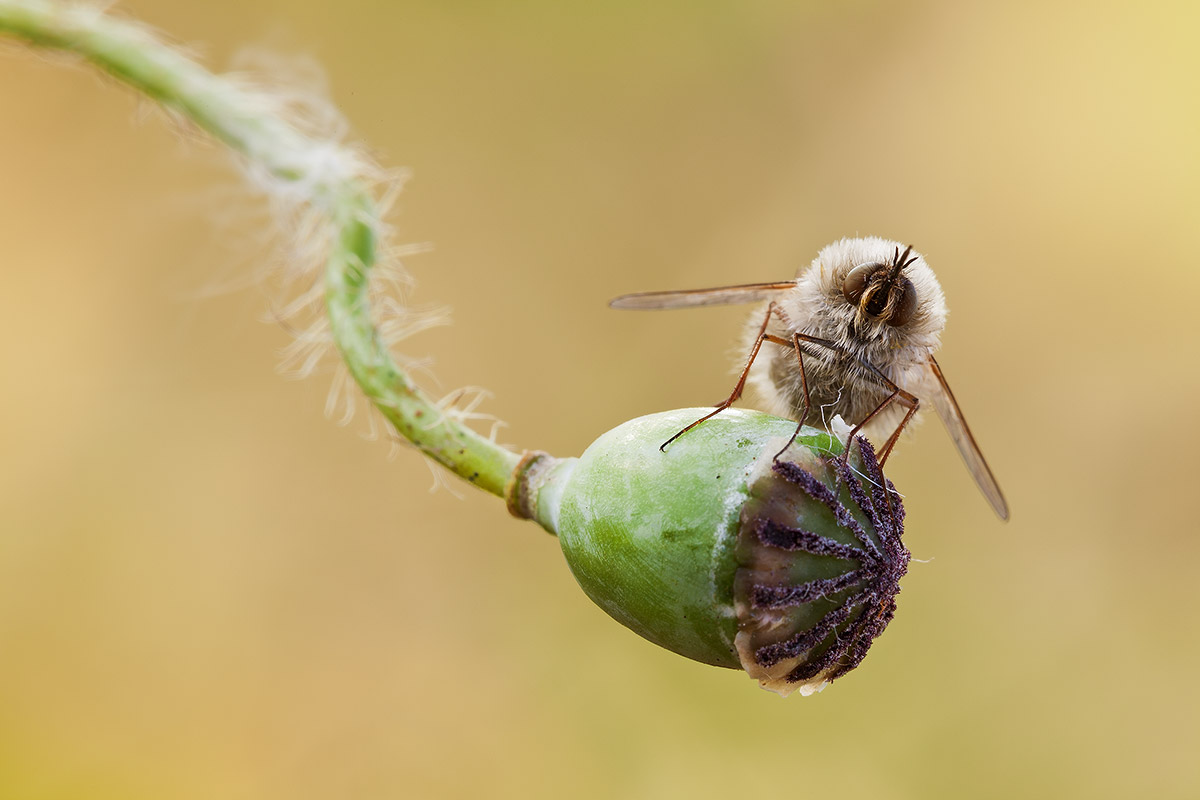 Trampolino di lancio