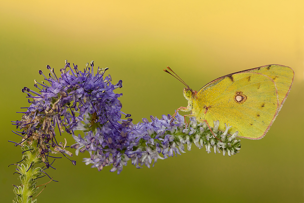 Fuori dai soliti schemi