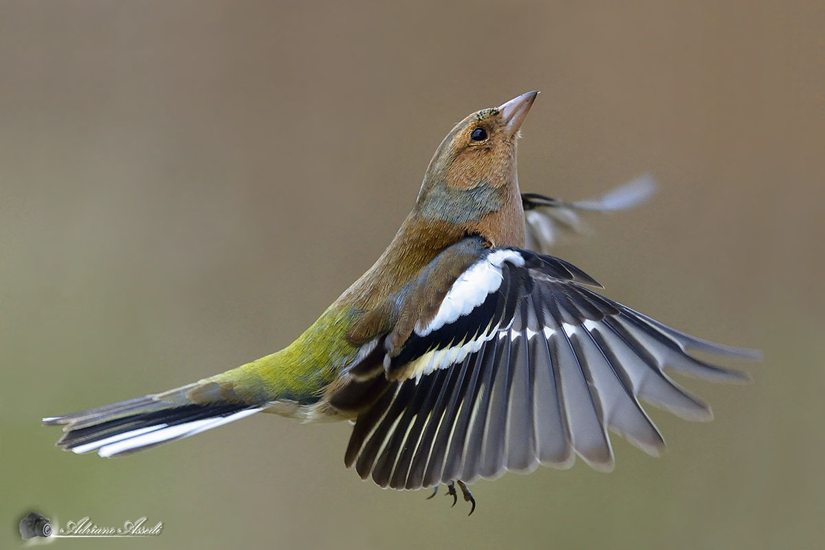Alza gli occhi al cielo
