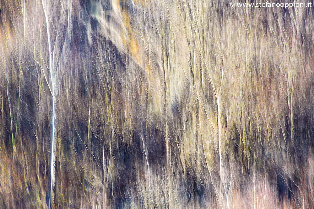 Bosco di betulle in astratto