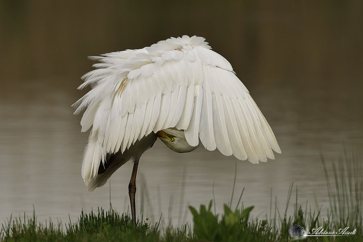 airone bianco maggiore