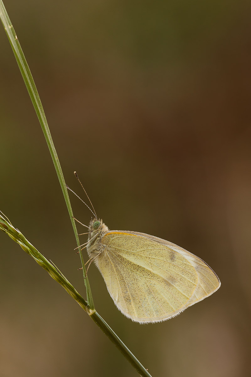 Pieris rapae