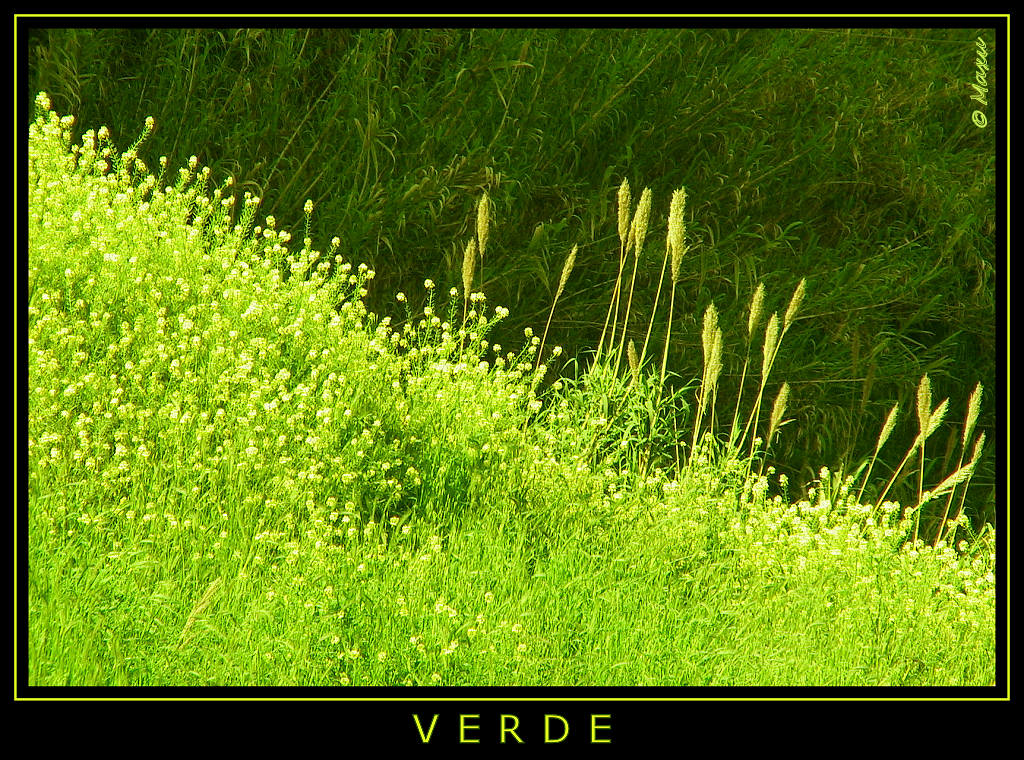 VERDE