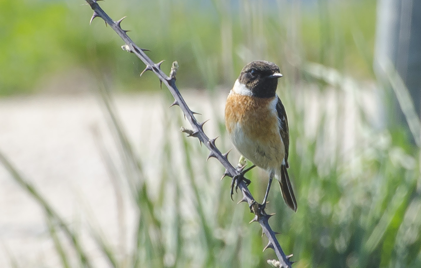 Chi mi aiuta a riconoscere questo uccellino?