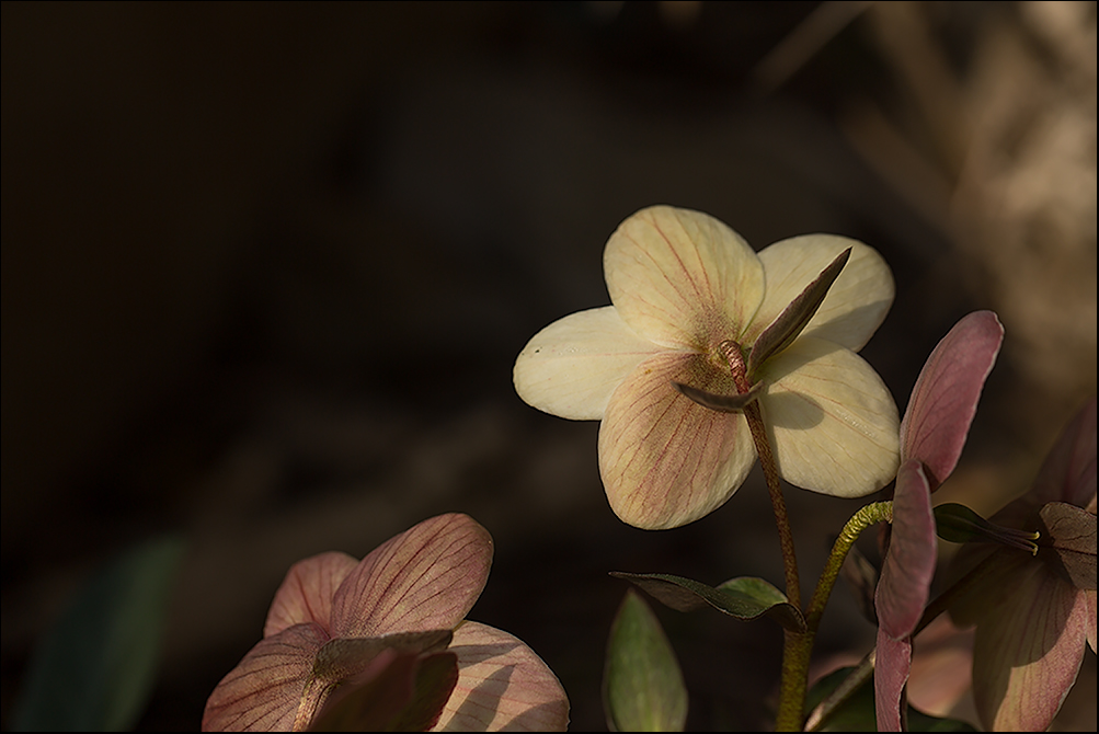 Jesce sole. Ovvero il silenzio del sole pallido.