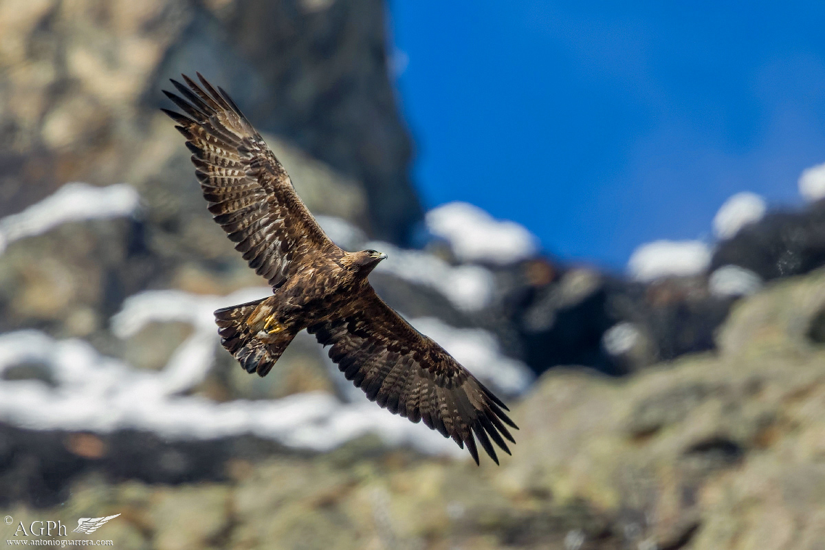 La regina dei cieli (Aquila reale)