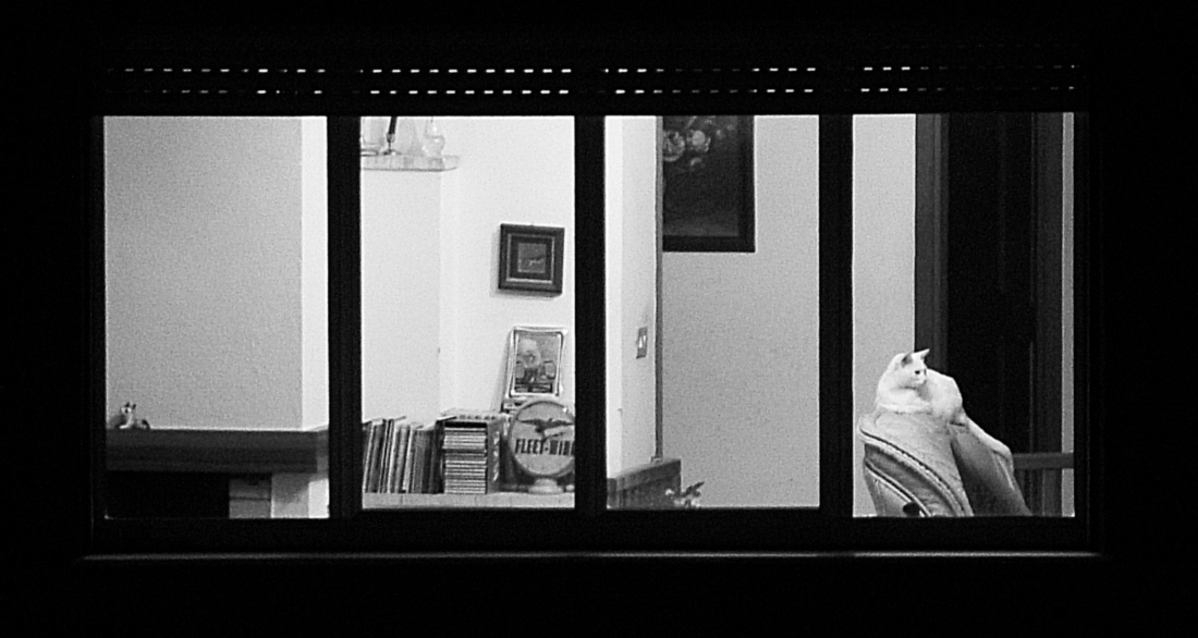 La finestra sul cortile... (con il gatto sul divano)