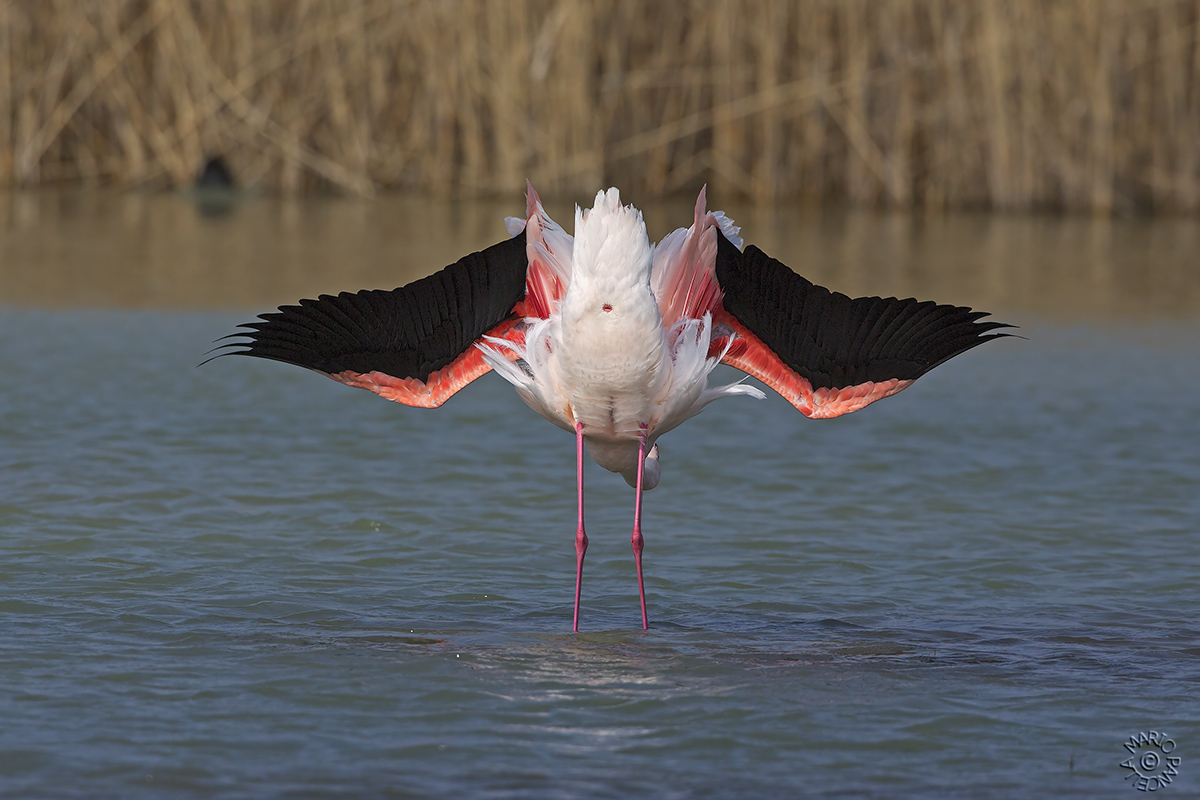 Scusate del posteriore