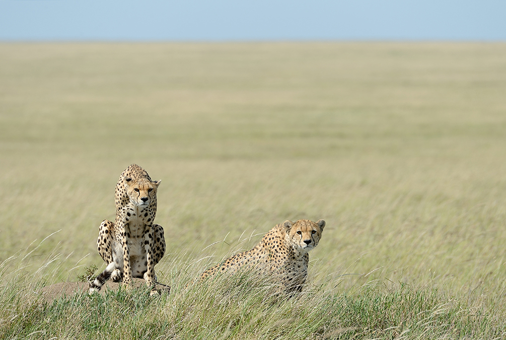 Scrutando l'orizzonte