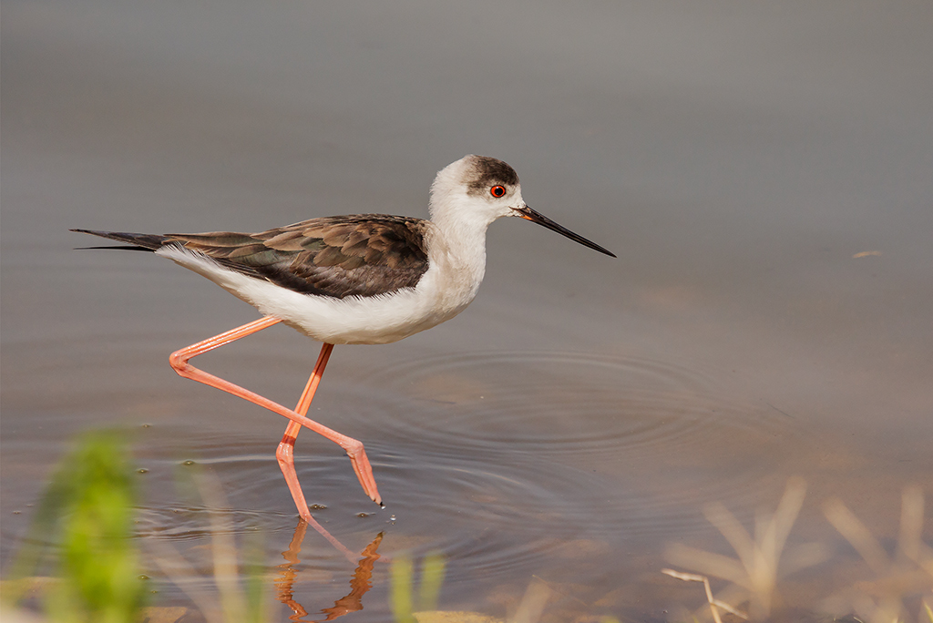 Femmina di cavaliere...