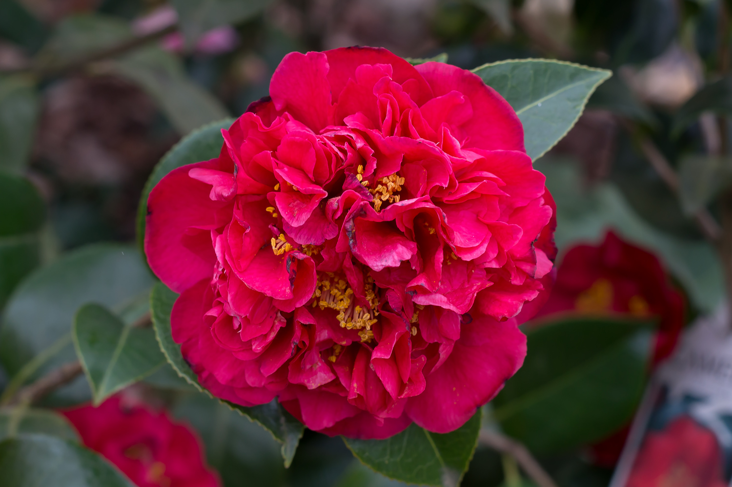 camelia