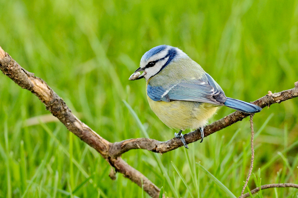 Cinciarella con seme