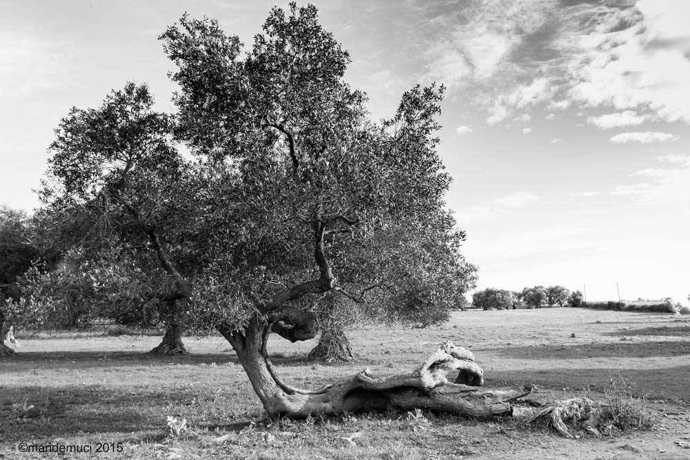 la forza di rialzarsi