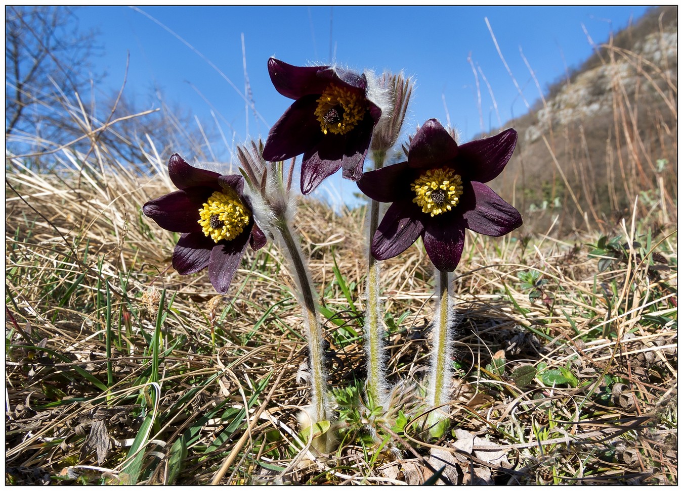 Pulsatilla.