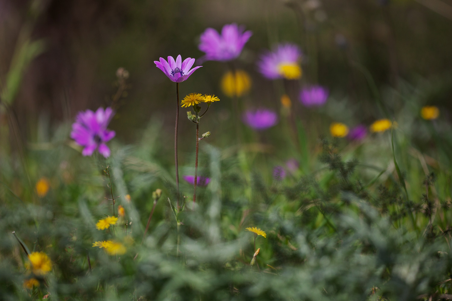 Selvatica ... "selva"