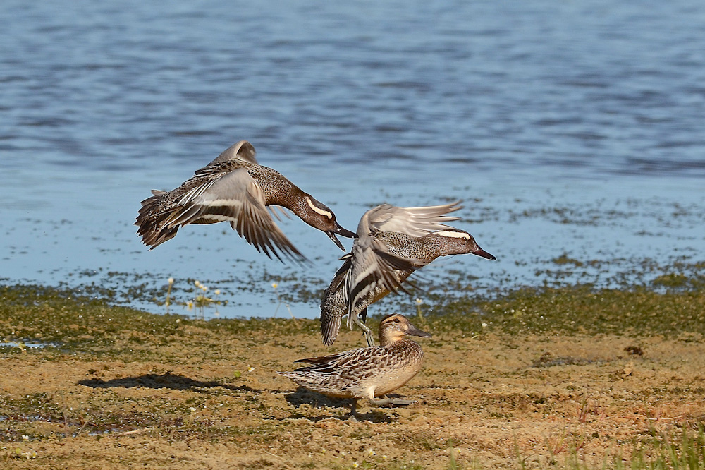 Marzaiole in contesa