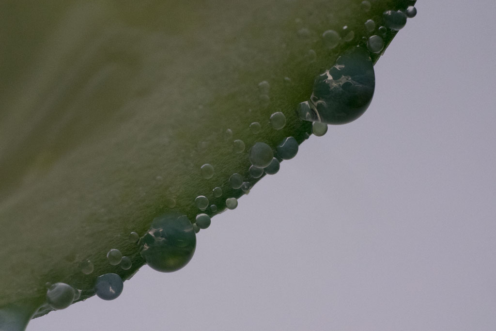 sudorazione del cetriolo