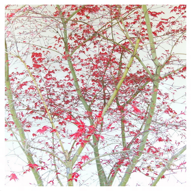 evoluzione.primaverile.