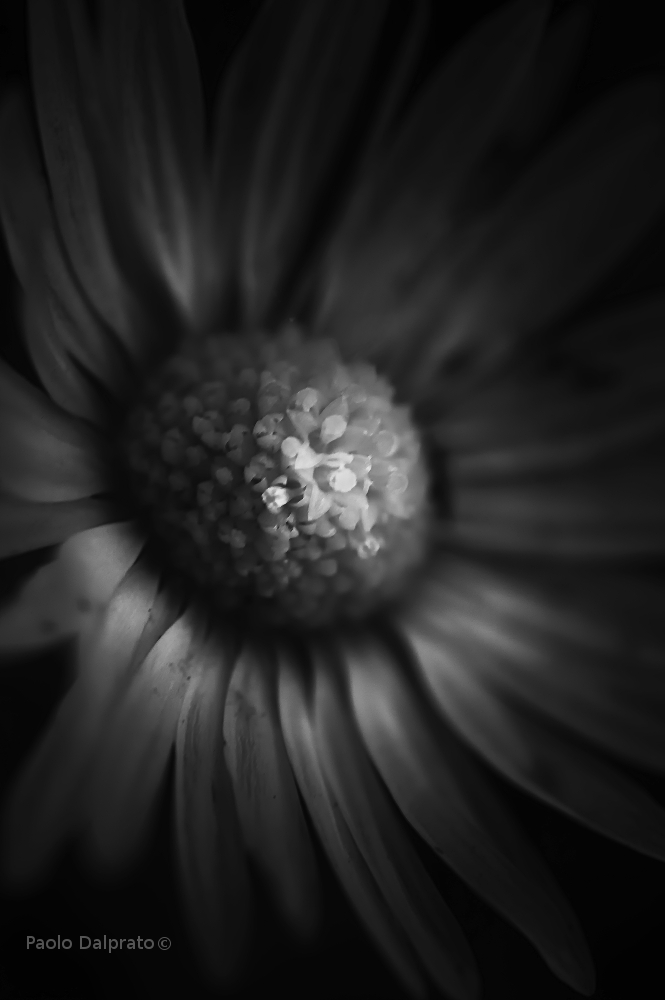 Non faccio foto di fiori