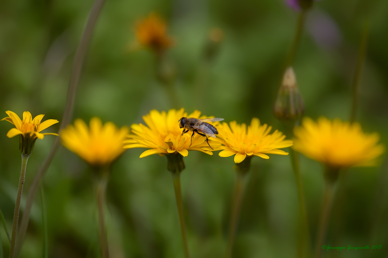 Sirfide sul tarassaco.