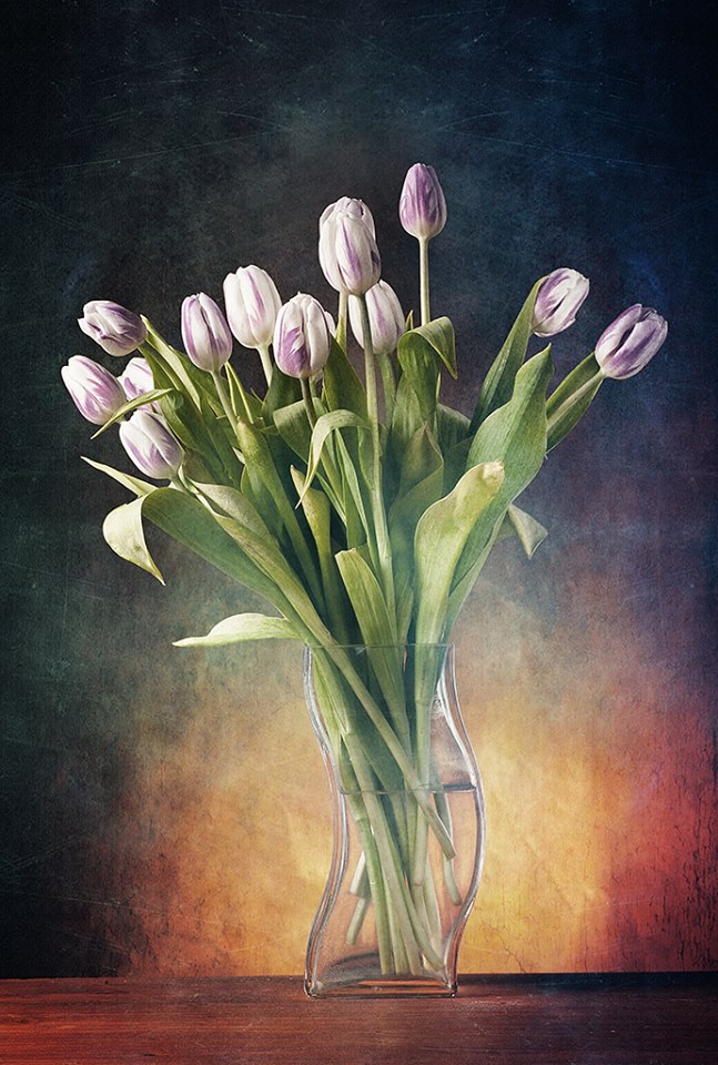 Tulipani