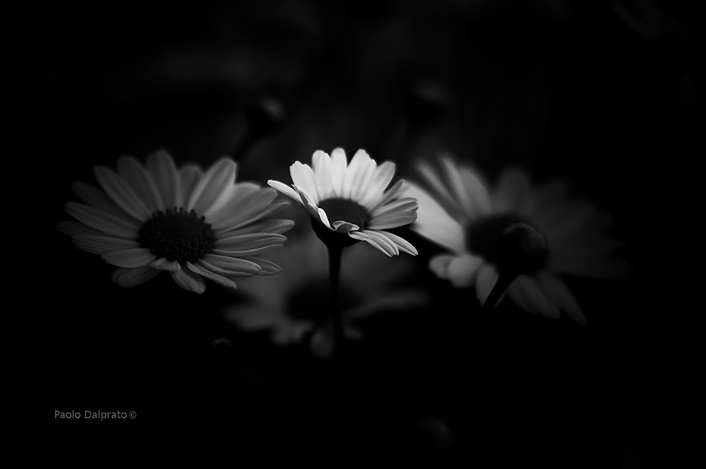 Non faccio foto di fiori