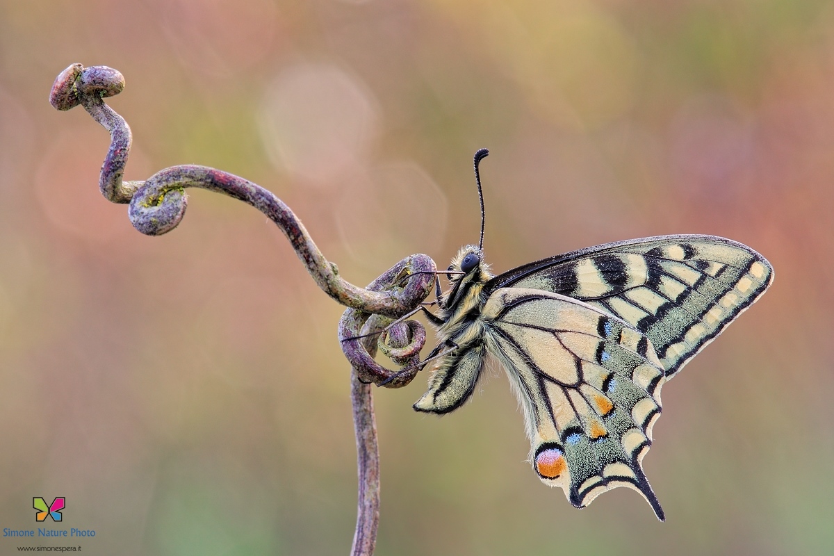 Papilio...ancora....