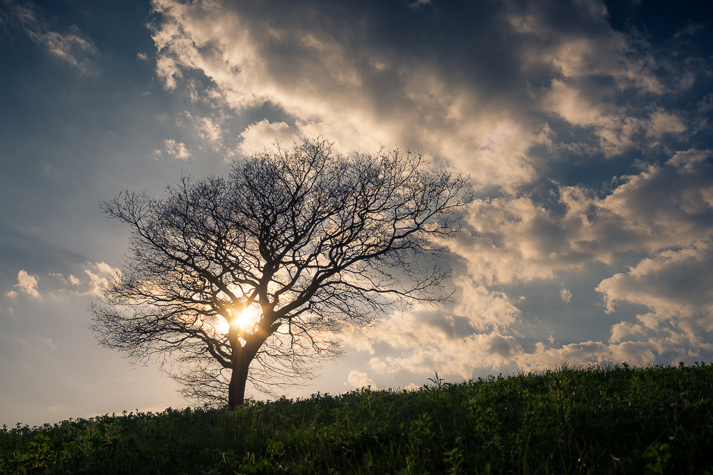 il mio albero preferito