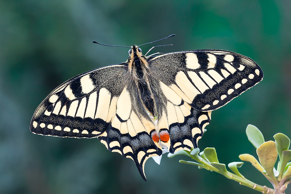 Eccola.....la prima della stagione