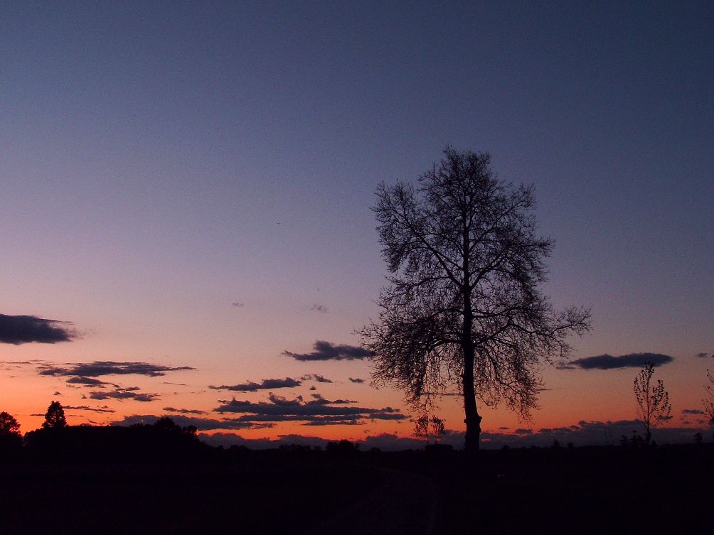 albero al tramonto