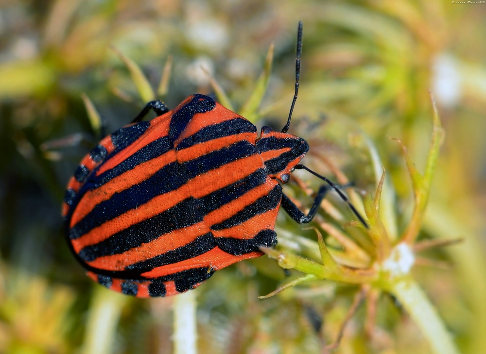 Graphosoma italicum