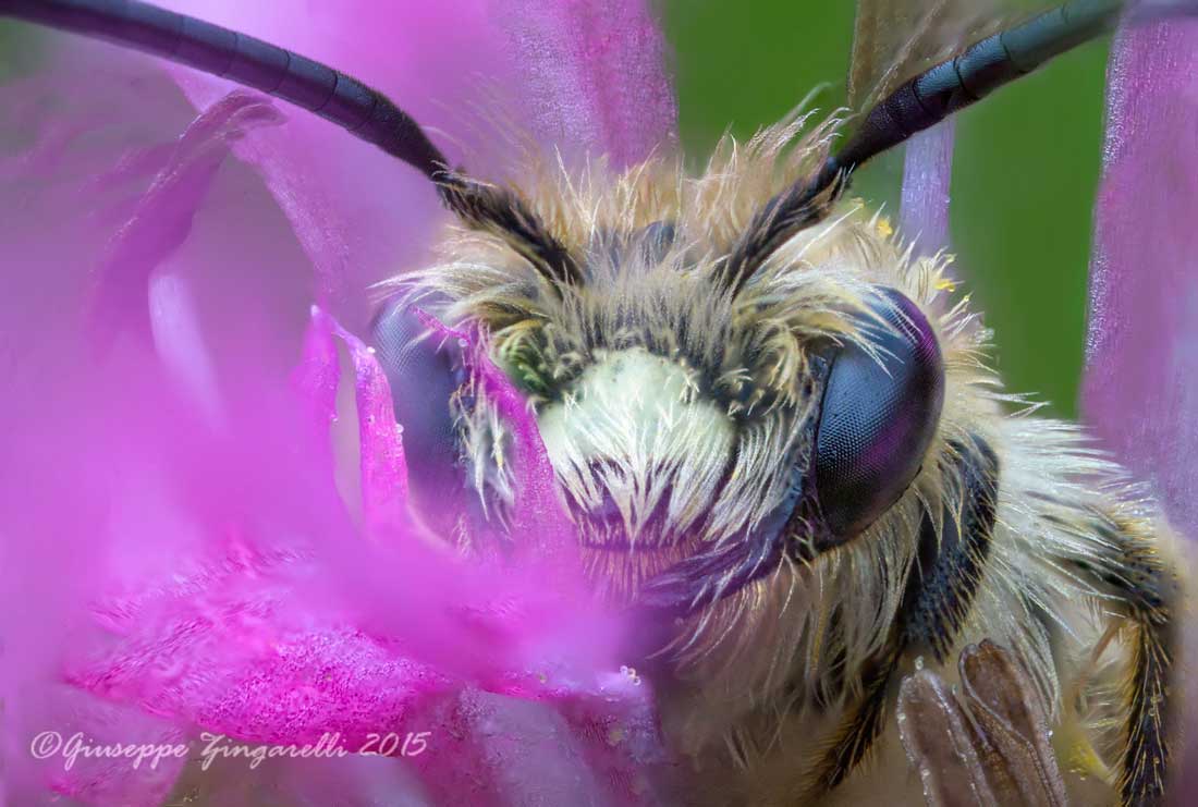 Capolino tra i fiori Coelioxys sp