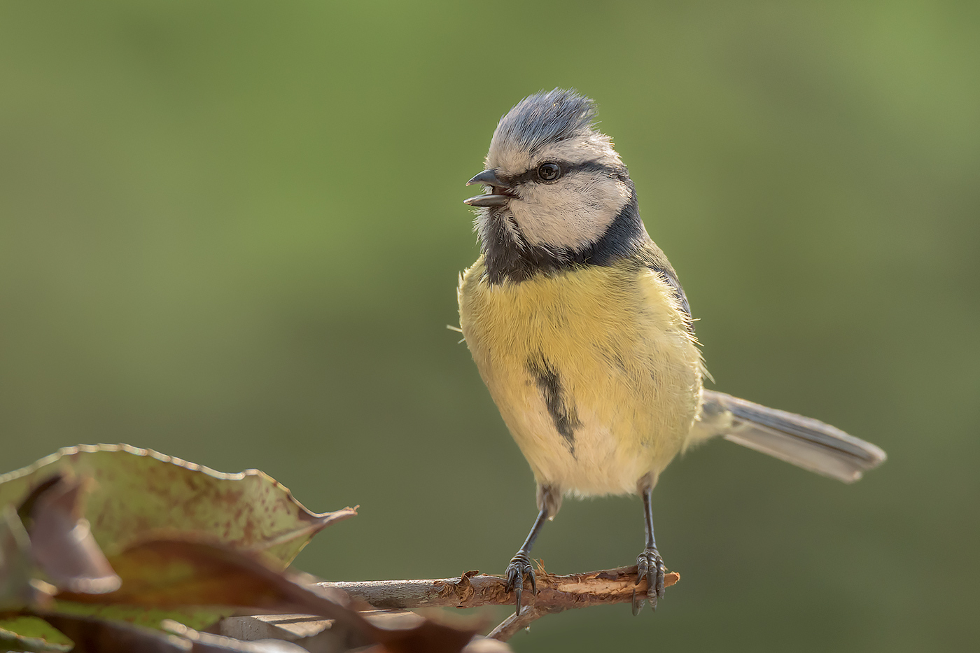 Cinciarella col ciuffo