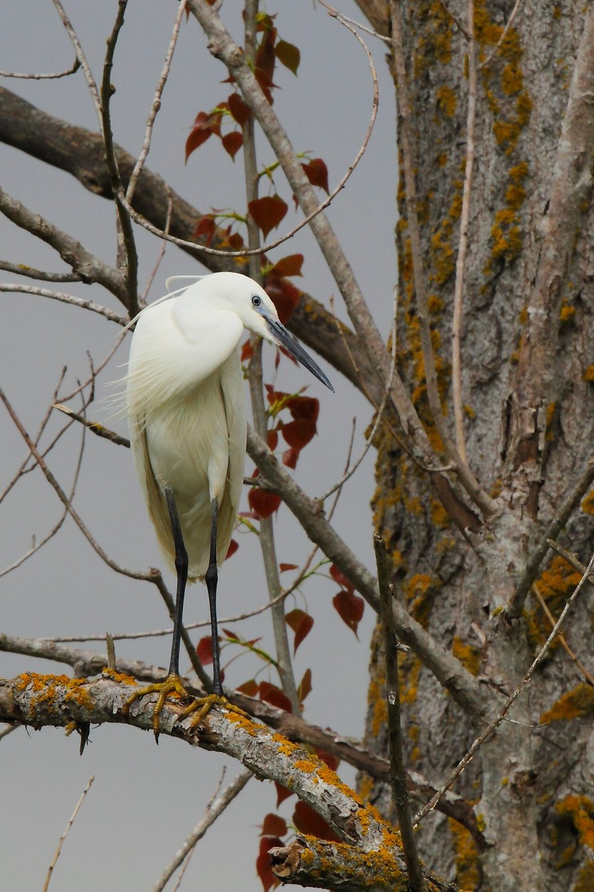 Garzetta in un giorno di pioggia