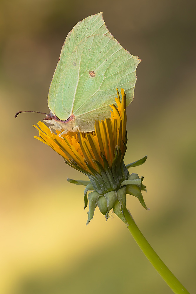 Gonepteryx rhamni